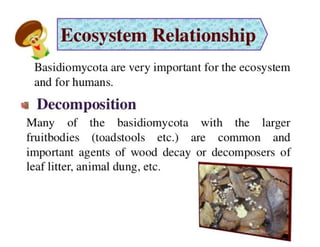 15. Basidiomycota.pdf