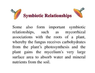 15. Basidiomycota.pdf