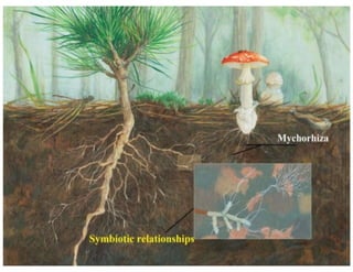 15. Basidiomycota.pdf