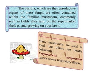 15. Basidiomycota.pdf