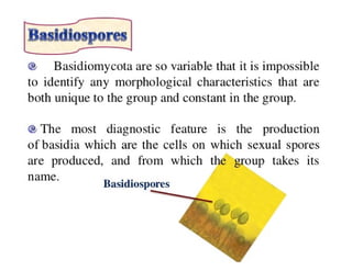 15. Basidiomycota.pdf