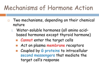 Mechanisms of Hormone Action
 Two mechanisms, depending on their chemical
nature
1. Water-soluble hormones (all amino acid–
based hormones except thyroid hormone)
 Cannot enter the target cells
 Act on plasma membrane receptors
 Coupled by G proteins to intracellular
second messengers that mediate the
target cell’s response
 