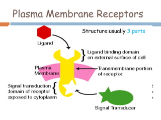 Plasma Membrane Receptors
Structure:usually 3 parts
 