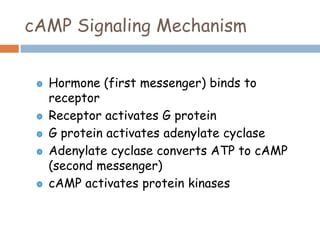 cAMP Signaling Mechanism
Hormone (first messenger) binds to
receptor
Receptor activates G protein
G protein activates adenylate cyclase
Adenylate cyclase converts ATP to cAMP
(second messenger)
cAMP activates protein kinases
 