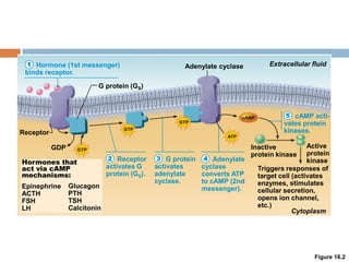 Figure 16.2
Hormone (1st messenger)
binds receptor.
Receptor
activates G
protein (GS).
G protein
activates
adenylate
cyclase.
cAMP acti-
vates protein
kinases.
Adenylate
cyclase
converts ATP
to cAMP (2nd
messenger).
Receptor
G protein (GS)
Adenylate cyclase
Triggers responses of
target cell (activates
enzymes, stimulates
cellular secretion,
opens ion channel,
etc.)
Hormones that
act via cAMP
mechanisms:
Epinephrine
ACTH
FSH
LH
Inactive
protein kinase
Extracellular fluid
Cytoplasm
Active
protein
kinase
GDP
Glucagon
PTH
TSH
Calcitonin
1
2 3 4
5
 
