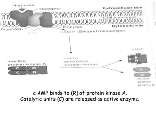 c AMP binds to (R) of protein kinase A.
Catalytic units (C) are released as active enzyme.
 