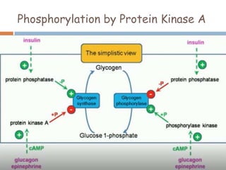 Phosphorylation by Protein Kinase A
 