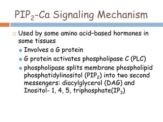  Used by some amino acid–based hormones in
some tissues
Involves a G protein
G protein activates phospholipase C (PLC)
phospholipase splits membrane phospholipid
phosphatidylinositol (PIP2) into two second
messengers: diacylglycerol (DAG) and
Inositol- 1, 4, 5, triphosphate(IP3)
PIP2-Ca Signaling Mechanism
 