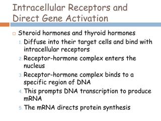Intracellular Receptors and
Direct Gene Activation
 Steroid hormones and thyroid hormones
1. Diffuse into their target cells and bind with
intracellular receptors
2. Receptor-hormone complex enters the
nucleus
3. Receptor-hormone complex binds to a
specific region of DNA
4. This prompts DNA transcription to produce
mRNA
5. The mRNA directs protein synthesis
 