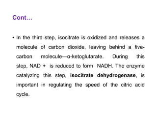 Cont…
• In the third step, isocitrate is oxidized and releases a
molecule of carbon dioxide, leaving behind a five-
carbon molecule—α-ketoglutarate. During this
step, NAD + is reduced to form NADH. The enzyme
catalyzing this step, isocitrate dehydrogenase, is
important in regulating the speed of the citric acid
cycle.
 