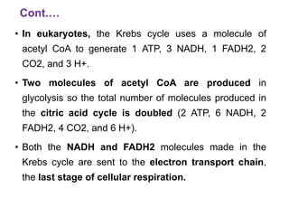 Cont.…
• In eukaryotes, the Krebs cycle uses a molecule of
acetyl CoA to generate 1 ATP, 3 NADH, 1 FADH2, 2
CO2, and 3 H+.
• Two molecules of acetyl CoA are produced in
glycolysis so the total number of molecules produced in
the citric acid cycle is doubled (2 ATP, 6 NADH, 2
FADH2, 4 CO2, and 6 H+).
• Both the NADH and FADH2 molecules made in the
Krebs cycle are sent to the electron transport chain,
the last stage of cellular respiration.
 