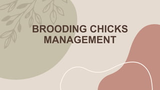 BROODING CHICKS
MANAGEMENT
 