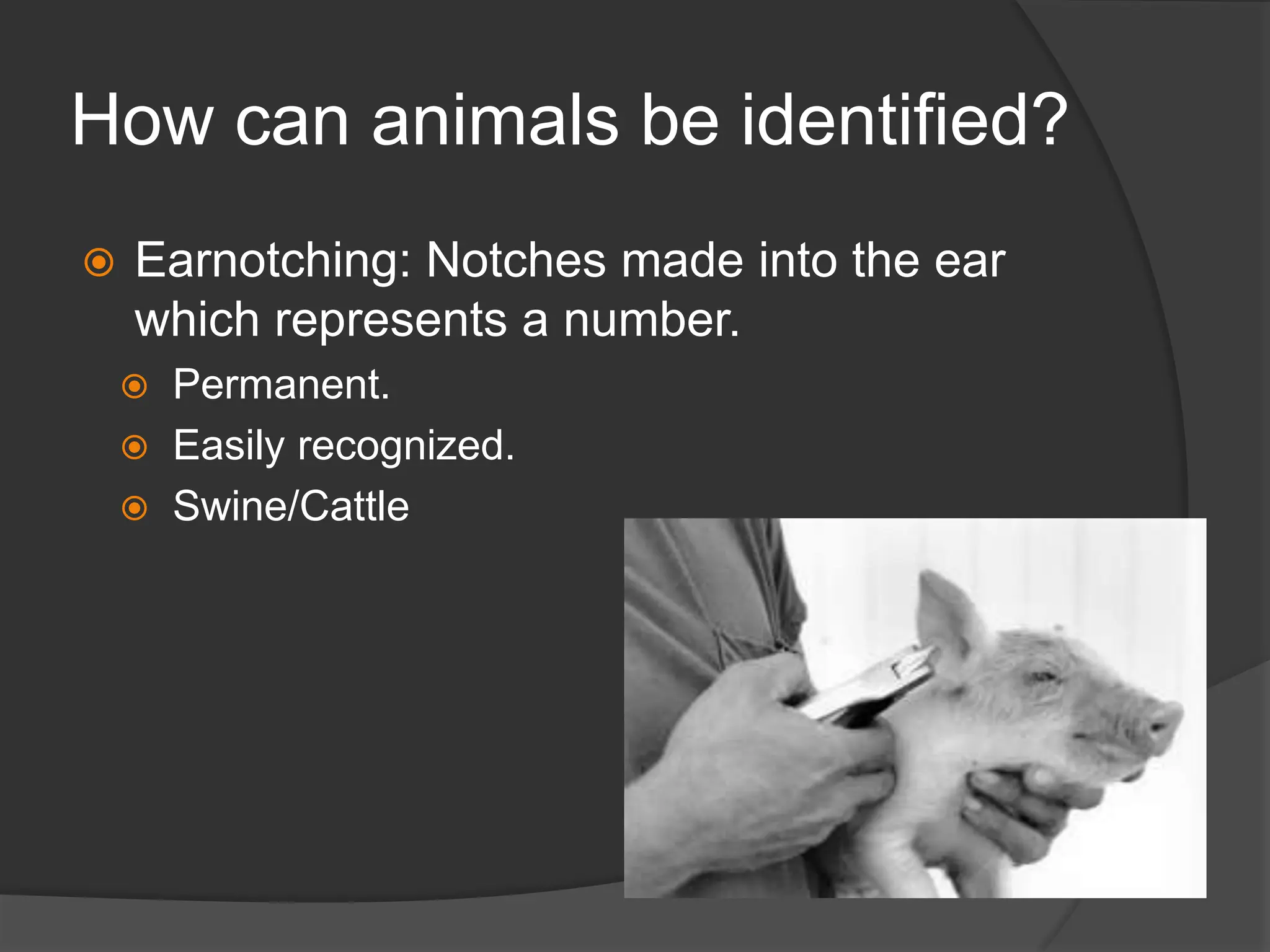 15.2 Animal Identification aaaaaaaaaaa.ppt