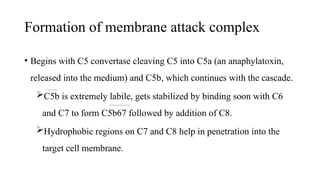 Complement System microbiologyyy…………………. | PPT