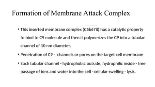 Complement System microbiologyyy…………………. | PPT