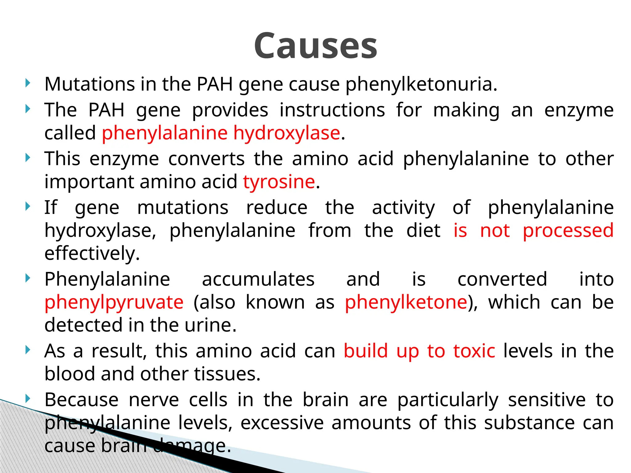  Mutations in the PAH gene cause phenylketonuria.
 The PAH gene provides instructions for making an enzyme
called phenylalanine hydroxylase.
 This enzyme converts the amino acid phenylalanine to other
important amino acid tyrosine.
 If gene mutations reduce the activity of phenylalanine
hydroxylase, phenylalanine from the diet is not processed
effectively.
 Phenylalanine accumulates and is converted into
phenylpyruvate (also known as phenylketone), which can be
detected in the urine.
 As a result, this amino acid can build up to toxic levels in the
blood and other tissues.
 Because nerve cells in the brain are particularly sensitive to
phenylalanine levels, excessive amounts of this substance can
cause brain damage.
Causes
 