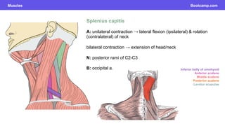 15.Posterior Triangle of the Neck.pdf ana | PDF