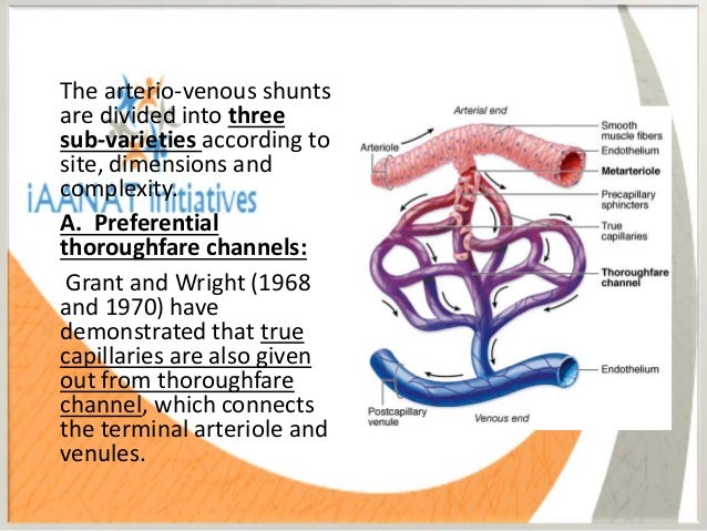Where Do Arterial Anastomoses Occur In The Body - slidesharefile
