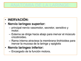 15. anatomia de la laringe | PPTX