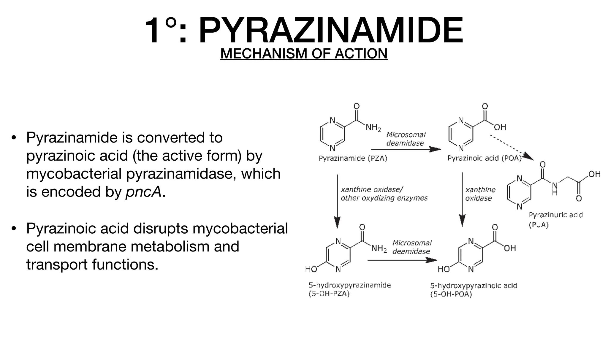 15 - Antimycobacterial Drugs - Drugs for Tuberculosis and Leprosy.pdf