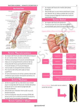ANATOMÍA NORMAL – APARATO LOCOMOTOR 15 3
@propositomed
Nervio Musculocutáneo
• Se origina del fascículo lateral del plexo braquial.
• Es um nervio mixto: motor y sensitivo.
• Perfora y atraviesa el musculo coracobraquial.
• Ubica en el compartimiento anterior de los
músculos del brazo puntualmente entre el
musculo bíceps y el musculo braquial.
• Inerva todo el compartimiento anterior.
• Por encima de la fosa del codo se hace
superficial.
• El ramo terminal es el nervio cutáneo lateral del
antebrazo que provee inervación sensitiva a la
cara lateral del ante brazo.
Nervio Mediano
• Se forma apartir de la unión de la raíz medial
(que se originaba del fascículo medial) del plexo
braquial con la raíz lateral (originada del
fascículo lateral).
• Desciende por el borde interno del musculo
bíceps braquial.
• Forma el paquete vasculo nervioso (PVN) del
brazo junto con la arteria humeral o braquial y
las dos venas humerales o braquiales.
Nervio Cubital o Ulnar
• Se origina del fascículo medial (del plexo
braquial).
• Desciende por la cara interna del brazo y pasa
por delante de la cabeza medial del musculo
tríceps braquial llegando finalmente hasta el
epicóndilo medial.
Nervio Radial
• Se origina del fascículo posterior.
• Transcurre por el surco del nervio radial
acompañado pela arteria braquial profunda.
Espacio Axilar Inferior (o Triángulo Húmerotricipital):
Nervio Radial: Surco del nervio radial o
canal de torsión.
Límites
Superior
M.Redondo
mayor
Interno
Cabeza larga
del M. Triceps
braquial
Externo
Cuerpo del
Húmero
Contenido
Nervio radial
Arteria humeral profunda o
braquial profunda
Inervación
 