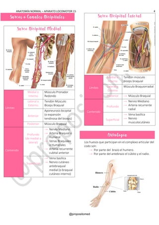 ANATOMÍA NORMAL – APARATO LOCOMOTOR 15 4
@propositomed
Surco Bicipital Medial
Límites
Medial o
Interno
Músculo Pronador
Redondo
Lateral o
Externo
Tendón Músculo
Bíceps Braquial
Anterior
Aponeurosis bicipital
(o expansión
tendinosa del biceps)
Posterior Músculo Braquial
Contenido
Profundo
(de medial a
lateral)
→ Nervio Mediano
→ Arteria Braquial o
Humeral
→ Venas Braquiales
o Humerales
→ Arteria recurrente
cubital anterior
Superficial
→ Vena basílica
→ Nervio cutáneo
antebraquial
medial (o braquial
cutáneo interno)
Surco Bicipital Lateral
Límites
Medial o
Interno
Tendón músculo
bíceps braquial
Lateral o
Externo
Músculo Braquiorradial
Posterior → Músculo Braquial
Contenido
Profundo
→ Nervio Mediano
→ Arteria recurrente
radial
Superficial
→ Vena basílica
→ Nervio
musculocutáneo
Los huesos que participan en el complexo articular del
codo son:
→ Por parte del brazo el humero.
→ Por parte del antebrazo el cúbito y el radio.
Surcos o Canales Bicipitales
Artrología
 