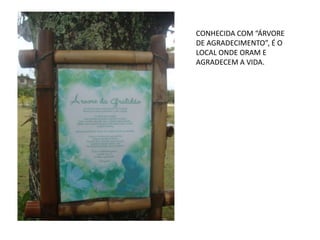 CONHECIDA COM “ÁRVORE
DE AGRADECIMENTO”, É O
LOCAL ONDE ORAM E
AGRADECEM A VIDA.