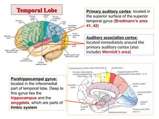 CEREBRUM seminar anatomy mbbs curriculum | PPT