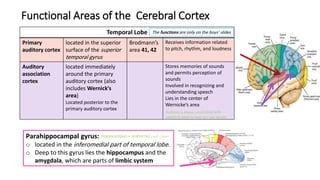 15- Cerebrum and Hemisphers (Edited).pdf