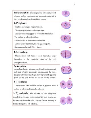 6




 Interphase (G2): Showing normal cell structure with
 obvious nuclear membrane and chromatin materials in
 the cytoplasm and duplicated DNA content.

1- Prophase:
- The first and longest stage of mitosis.
- Chromatin condenses to chromosomes.
- Each chromosome appear as two sister chromatids.
-The nuclear envelope dissolves.
- The nucleolus in the nucleus disappears.
- Centrioles divide and migrate to opposite poles.
- Aster rays and spindle fibers forms.

2- Metaphase:
- Chromosomes with Pairs of sister chromatids align
themselves at the equatorial plane of the cell
(metaphase plate).
 3- Anaphase:
 - Anaphase begins when the duplicated centromeres of
 each pair of sister chromatids separate, and the now-
 daughter chromosomes begin moving toward opposite
 poles of the cell due to the action of the spindle.

4- Telophase:
- Chromosome sets assemble uncoil at opposite poles, a
nuclear envelope and nucleolus reforms.

   Cytokinesis:        The division of the cytoplasm,
usually is in progress before nuclear division is complete
involves the formation of a cleavage furrow resulting in
the pinching of the cell into two.
 