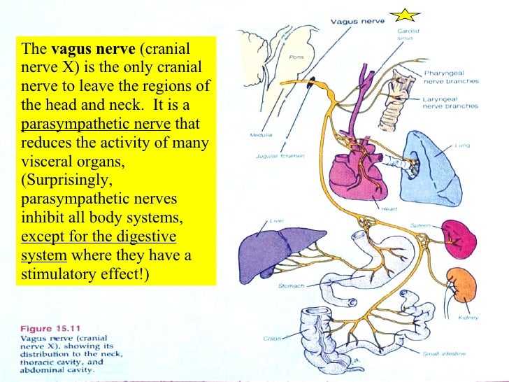 15 Cranial Nerves