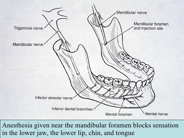 Facial Nerve Jaw
