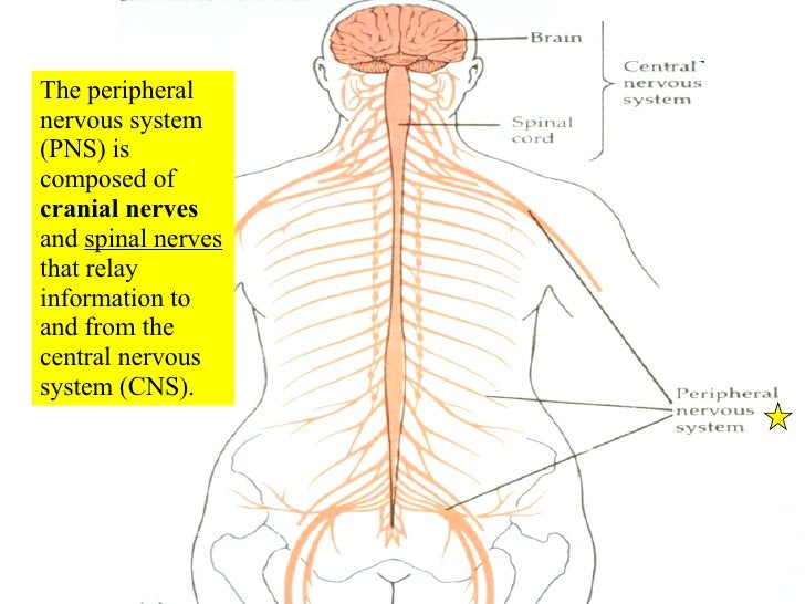 15 Cranial Nerves