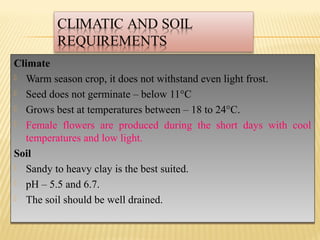 Climate
 Warm season crop, it does not withstand even light frost.
 Seed does not germinate – below 11°C
 Grows best at temperatures between – 18 to 24°C.
 Female flowers are produced during the short days with cool
temperatures and low light.
Soil
 Sandy to heavy clay is the best suited.
 pH – 5.5 and 6.7.
 The soil should be well drained.
Climate
 Warm season crop, it does not withstand even light frost.
 Seed does not germinate – below 11°C
 Grows best at temperatures between – 18 to 24°C.
 Female flowers are produced during the short days with cool
temperatures and low light.
Soil
 Sandy to heavy clay is the best suited.
 pH – 5.5 and 6.7.
 The soil should be well drained.
 