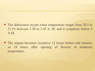 The dehiscence occurs when temperature ranges from 20.5 to
21.50
c between 2.30 to 3.45 A. M. and it completes before 5
A.M.
The stigma becomes receptive 12 hours before and remains
so 24 hours after opening of flowers at moderate
temperature.
 