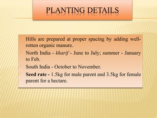  Hills are prepared at proper spacing by adding well-
rotten organic manure.
 North India - kharif - June to July; summer - January
to Feb.
 South India - October to November.
 Seed rate - 1.5kg for male parent and 3.5kg for female
parent for a hectare.
 Hills are prepared at proper spacing by adding well-
rotten organic manure.
 North India - kharif - June to July; summer - January
to Feb.
 South India - October to November.
 Seed rate - 1.5kg for male parent and 3.5kg for female
parent for a hectare.
 