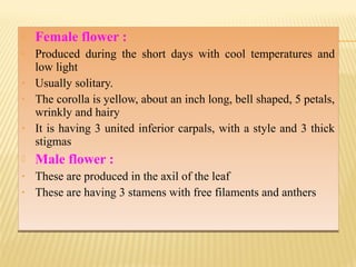  Female flower :
• Produced during the short days with cool temperatures and
low light
• Usually solitary.
• The corolla is yellow, about an inch long, bell shaped, 5 petals,
wrinkly and hairy
• It is having 3 united inferior carpals, with a style and 3 thick
stigmas
 Male flower :
• These are produced in the axil of the leaf
• These are having 3 stamens with free filaments and anthers
 Female flower :
• Produced during the short days with cool temperatures and
low light
• Usually solitary.
• The corolla is yellow, about an inch long, bell shaped, 5 petals,
wrinkly and hairy
• It is having 3 united inferior carpals, with a style and 3 thick
stigmas
 Male flower :
• These are produced in the axil of the leaf
• These are having 3 stamens with free filaments and anthers
 