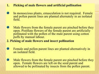 1. Picking of male flowers and artificial pollination
In monoecious plants, emasculation is not required. Female
and pollen parent lines are planted alternately in an isolated
field.
Male flowers from the female parent are pinched before they
open. Pistillate flowers of the female parent are artificially
pollinated with the pollen of the male parent using cotton
puffs by manual labour.
2. Picking of male flowers and insect pollination
Female and pollen parent lines are planted alternatively in
an isolated field.
Male flowers from the female parent are pinched before they
open. Female flowers are left on the seed parent and
allowed to be pollinated by insects from the pollen parent.
 