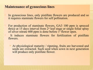 Maintenance of gynoecious lines
 In gynoecious lines, only pistillate flowers are produced and so
it requires staminate flowers for self pollination.
 For production of staminate flowers, GA3 100 ppm is sprayed
thrice at 15 days interval from 2nd
leaf stage or single foliar spray
of silver nitrate 600 ppm is done before 1st
flower open.
 It induces staminate flowers for fertilization of pistillate
flowers.
 At physiological maturity / ripening, fruits are harvested and
seeds are extracted. Such seed when sown in next generation
will produce only pistillate flower.
 