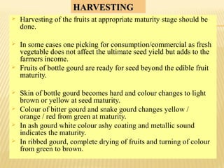 HARVESTINGHARVESTING
 Harvesting of the fruits at appropriate maturity stage should be
done.
 In some cases one picking for consumption/commercial as fresh
vegetable does not affect the ultimate seed yield but adds to the
farmers income.
 Fruits of bottle gourd are ready for seed beyond the edible fruit
maturity.
 Skin of bottle gourd becomes hard and colour changes to light
brown or yellow at seed maturity.
 Colour of bitter gourd and snake gourd changes yellow /
orange / red from green at maturity.
 In ash gourd white colour ashy coating and metallic sound
indicates the maturity.
 In ribbed gourd, complete drying of fruits and turning of colour
from green to brown.
 