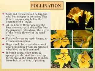 Male and female should be bagged
with butter paper or polythene bags
(15x10 cm) one day before the
opening of the flower.
At the time of flower opening the
bags are removed & the pollen from
the parent are rubbed over the stigma
of the female flowers of the same
variety.
Female flowers are again bagged to
avoid contamination.
Bags should be removed one week
after pollination. Fruits are removed
when they are fully matured.
In bottle gourd, ridge gourd &
sponge gourds dried fruits are kept
for storage & the seeds are extracted
from them at the time of planting.
 