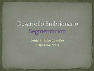 Daniel Hidalgo González Diapositiva Nº: 14 Desarrollo EmbrionarioSegmentación 