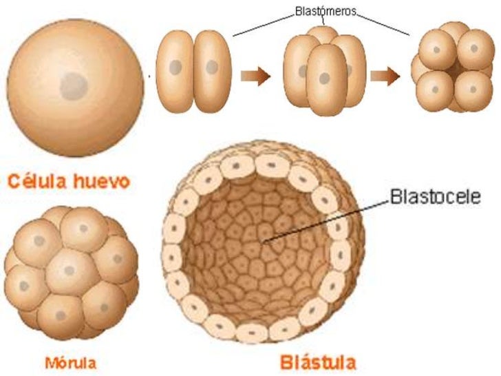 Resultado de imagen de segmentación embrionaria