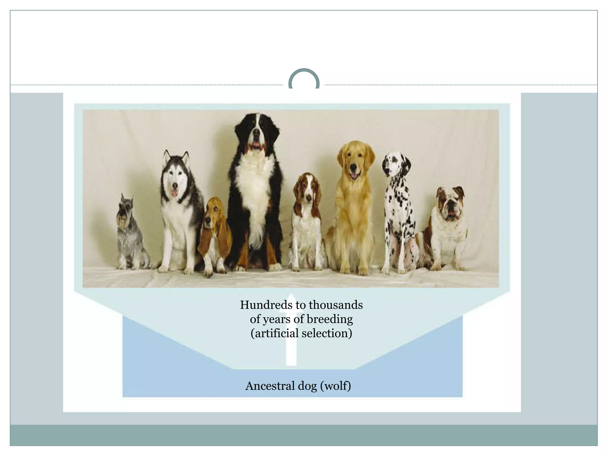 Hundreds to thousands of years of breeding (artificial selection) Ancestral dog (wolf) 