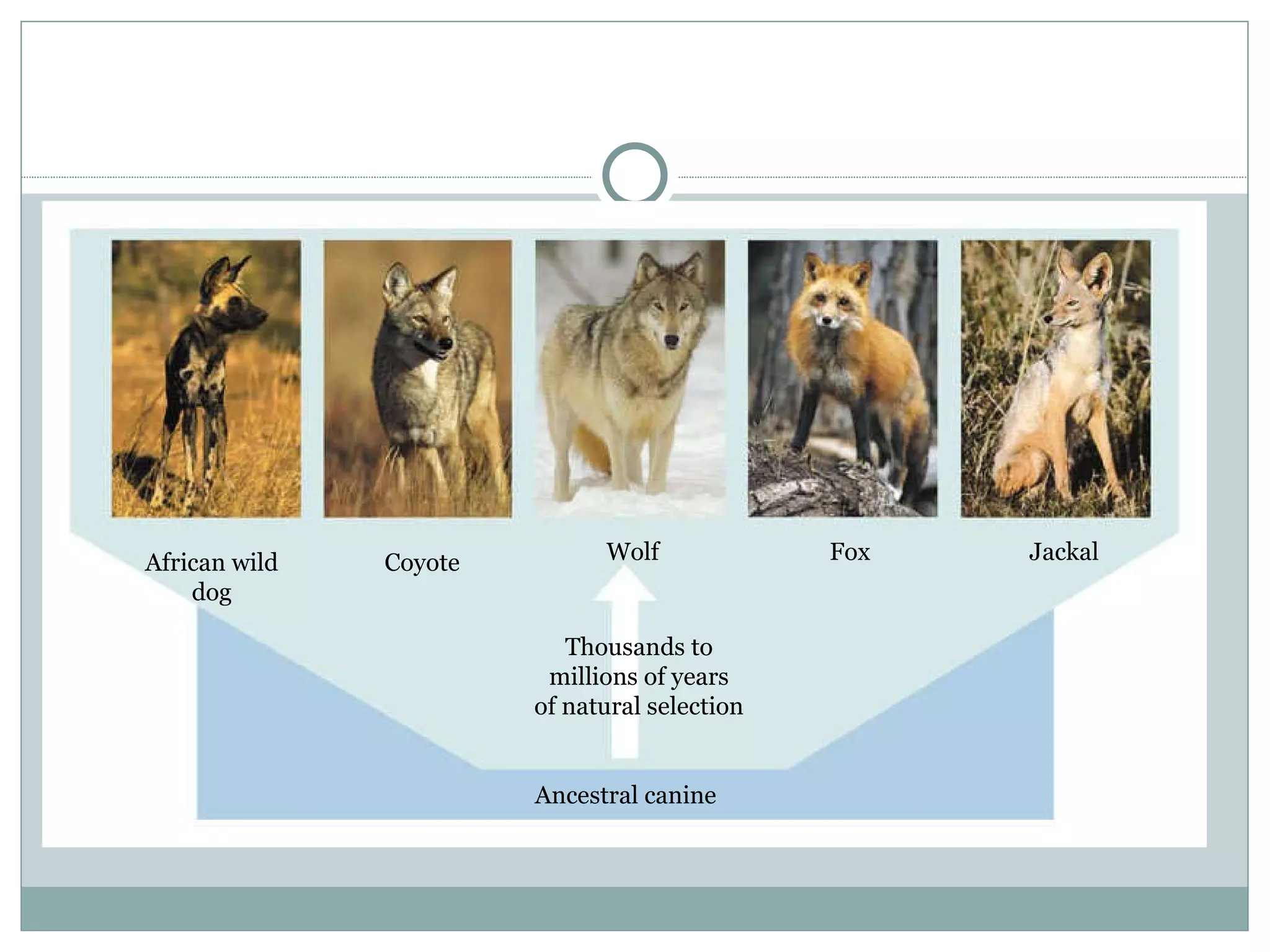 Thousands to millions of years of natural selection Ancestral canine African wild dog Coyote Wolf Fox Jackal 