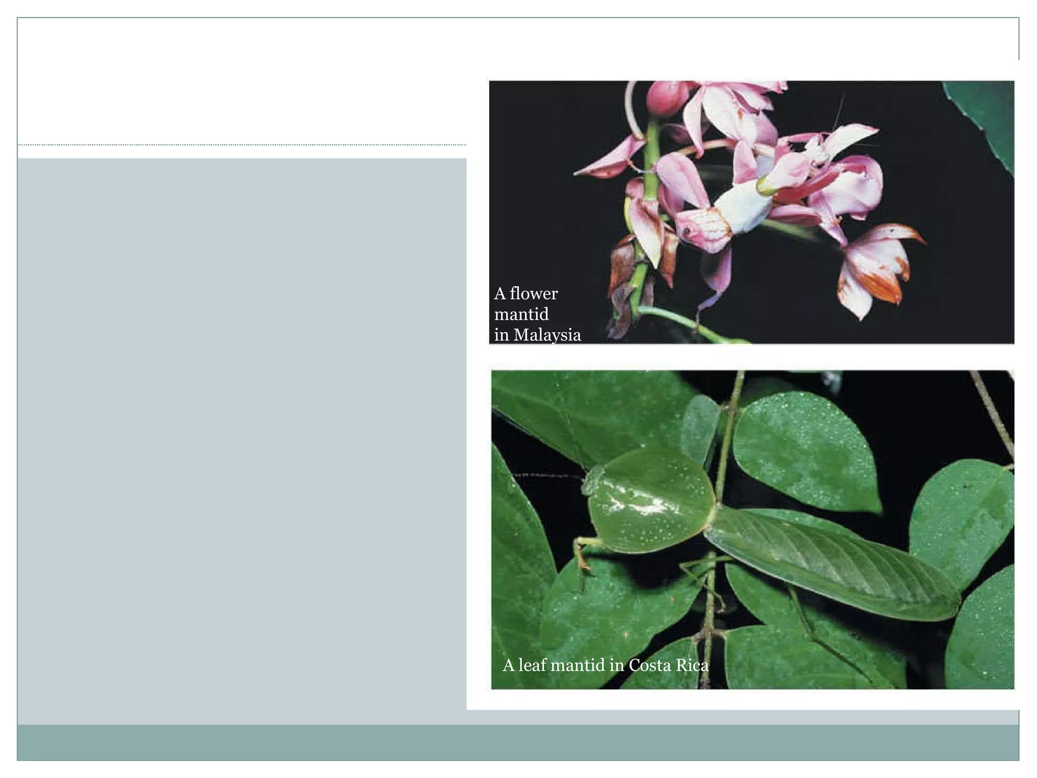 A flower  mantid in Malaysia A leaf mantid in Costa Rica 