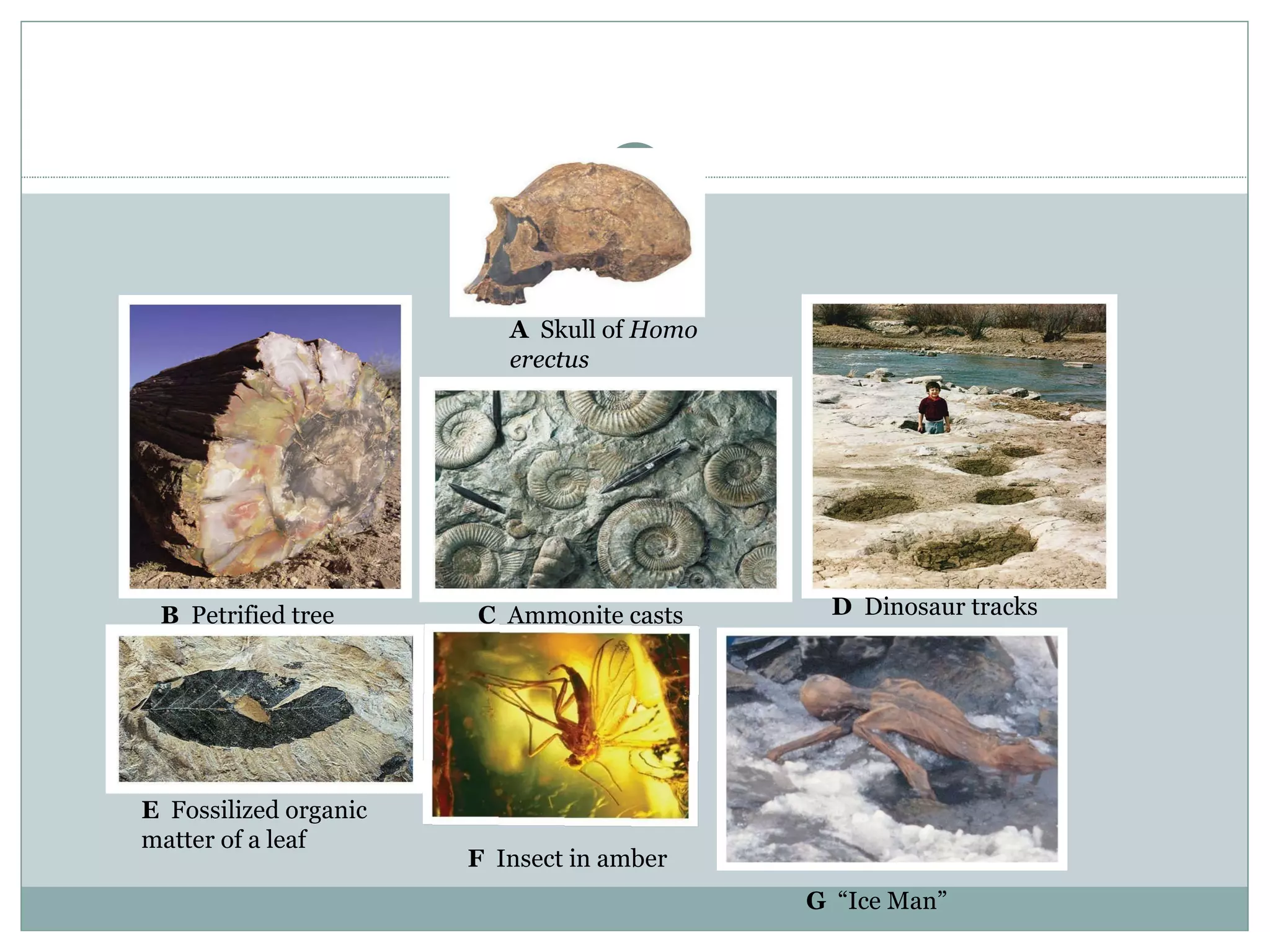 A   Skull of  Homo erectus D   Dinosaur tracks C   Ammonite casts B   Petrified tree E   Fossilized organic matter of a leaf G   “Ice Man” F   Insect in amber 