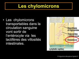 Les chylomicrons Les  chylomicrons transportables dans la circulation sanguine vont sortir de l’entérocyte via  les lactifères des villosités intestinales . 