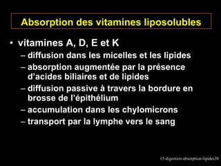 Absorption des vitamines liposolubles vitamines A, D, E et K diffusion dans les micelles et les lipides absorption augmentée par la présence d’acides biliaires et de lipides diffusion passive à travers la bordure en brosse de l’épithélium accumulation dans les chylomicrons transport par la lymphe vers le sang 