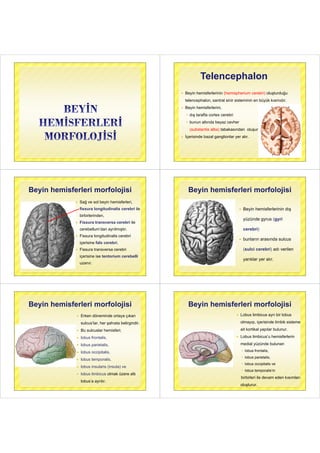 TelencephalonTelencephalon
 Beyin hemisferlerinin (hemispherium cerebri) oluşturduğu
telencephalon santral sinir sisteminin en büyük kısmıdırtelencephalon, santral sinir sisteminin en büyük kısmıdır.
 Beyin hemisferlerini,
 dış tarafta cortex cerebri
 bunun altında beyaz cevher
(substantia alba) tabakasından oluşur.
 İçerisinde bazal ganglionlar yer alır İçerisinde bazal ganglionlar yer alır.
Beyin hemisferleri morfolojisiBeyin hemisferleri morfolojisi
 Sağ ve sol beyin hemisferleri Sağ ve sol beyin hemisferleri,
fissura longitudinalis cerebri ile
bi bi l i dbirbirlerinden,
 Fissura transversa cerebri ile
cerebellum’dan ayrılmıştır.
 Fissura longitudinalis cerebri
içerisine falx cerebri,
 Fissura transversa cerebri
içerisine ise tentorium cerebelli
uzanıruzanır.
Beyin hemisferleri morfolojisiBeyin hemisferleri morfolojisi
 Beyin hemisferlerinin dış
yüzünde gyrus (gyri
cerebri)
 bunların arasında sulcus bunların arasında sulcus
(sulci cerebri) adı verilen( )
yarıklar yer alır.
Beyin hemisferleri morfolojisi
 Erken döneminde ortaya çıkan
Beyin hemisferleri morfolojisi
 Erken döneminde ortaya çıkan
sulcus’lar, her şahısta belirgindir.
 Bu sulcuslar hemisferi;
 lobus frontalis,
 lobus parietalis,
 lobus occipitalis,lobus occipitalis,
 lobus temporalis,
l b i l i (i l ) lobus insularis (insula) ve
 lobus limbicus olmak üzere altı
lobus’a ayrılır.
Beyin hemisferleri morfolojisiBeyin hemisferleri morfolojisi
 Lobus limbicus ayrı bir lobusy
olmayıp, içerisinde limbik sisteme
ait kortikal yapılar bulunurait kortikal yapılar bulunur.
 Lobus limbicus’u hemisferlerin
medial yüzünde bulunan
 lobus frontalis,
 lobus parietalis,
 lobus occipitalis vep
 lobus temporalis’in
birbirleri ile devam eden kısımlarıbirbirleri ile devam eden kısımları
oluşturur.
 